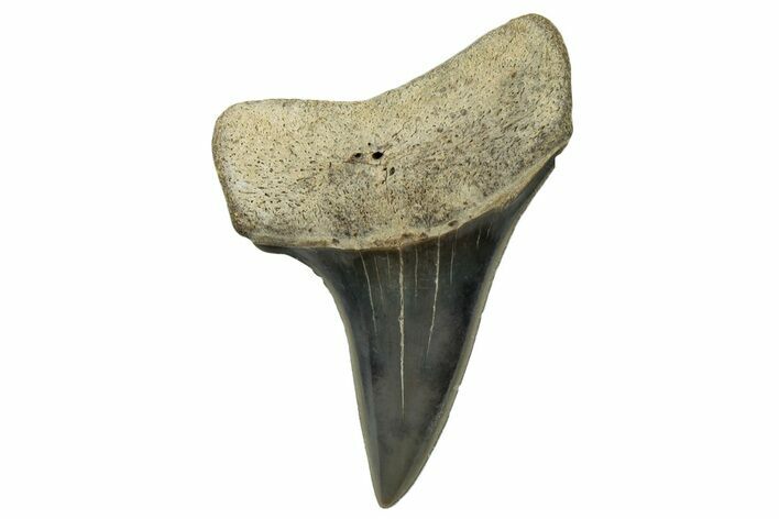 Fossil Mako Tooth - Lee Creek (Aurora), NC #300488